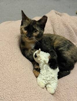 Suki -  Tortoiseshell Cat for Adoption in Cleveland, Ohio - Suki | PetCurious