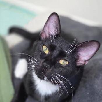 Particle Man -  Domestic Short Hair Cat for Adoption in Renton, Washington - Particle Man | PetCurious