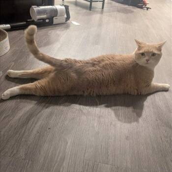 CHUNK-ules -  Domestic Short Hair Cat for Adoption in Murray, Utah - CHUNK-ules | PetCurious