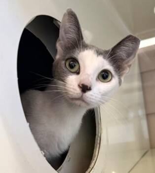 LIL MAMA -  Domestic Short Hair Cat for Adoption in Fernandina Beach, Florida - LIL MAMA | PetCurious