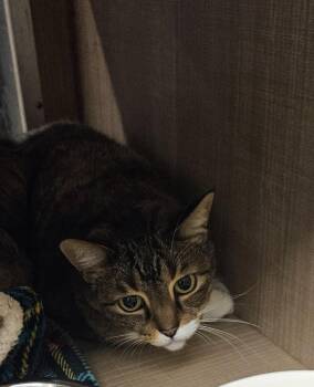 Sister -  Domestic Short Hair Cat for Adoption in Bossier City, Louisiana - Sister | PetCurious