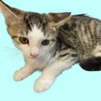 Rescue Domestic Short Hair Cats for Adoption in Tuscaloosa, Alabama - Gex | PetCurious