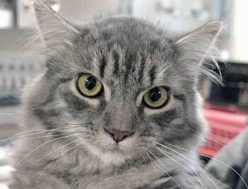 Rescue Domestic Short Hair Cats for Adoption in Wildomar, California - 802557 | PetCurious