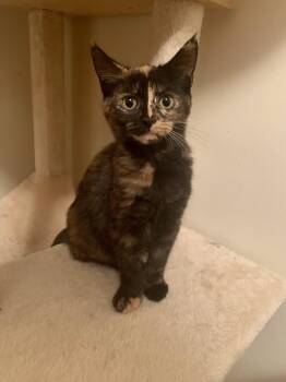 Rescue Domestic Short Hair Cats for Adoption in Royal Oak, Michigan - Gravel | PetCurious