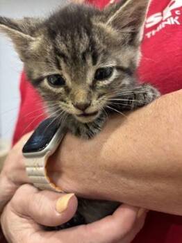 Cedar -  Domestic Short Hair Cat for Adoption in Cincinnati, Ohio - Cedar | PetCurious