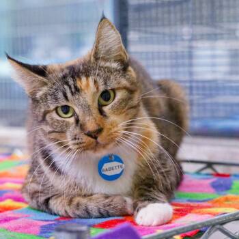 Babette -  Domestic Short Hair Cat for Adoption in Hot Springs, Arkansas - Babette | PetCurious