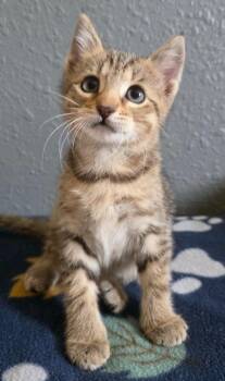 (KO) 6/17/26 Finch -  Domestic Short Hair Cat for Adoption in Stillwater, Oklahoma - (KO) 6/17/26 Finch | PetCurious