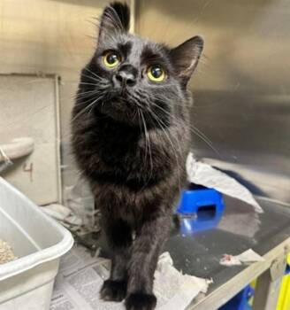 LOU -  Domestic Medium Hair and Domestic Short Hair Cat for Adoption in Anchorage, Alaska - LOU | PetCurious