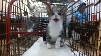 BESSY -  Domestic Short Hair Cat for Adoption in Doral, Florida - BESSY | PetCurious