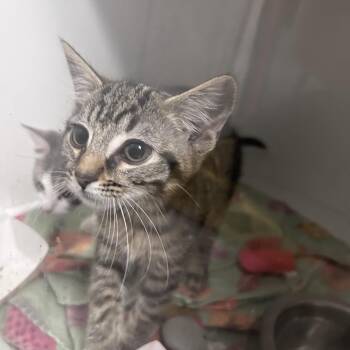 Hershey -  Domestic Short Hair Cat for Adoption in Uniontown, Pennsylvania - Hershey | PetCurious