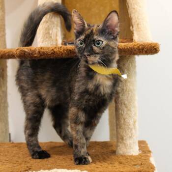 Annie -  Tortoiseshell Cat for Adoption in Newport Beach, California - Annie | PetCurious