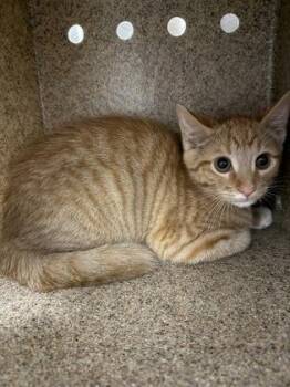 Domestic Short Hair Cats Available for Adoption in Lafayette, Indiana - Niv | PetCurious