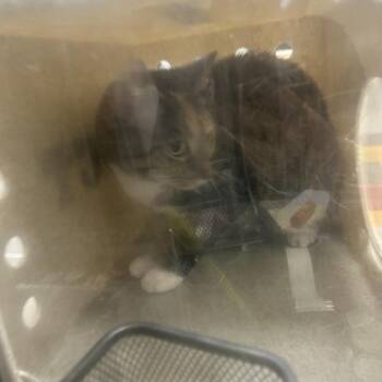 Domestic Medium Hair Cats Available for Adoption in Philadelphia, Pennsylvania - Mercury | PetCurious