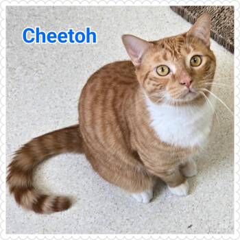 Domestic Short Hair Cats Available for Adoption - Cheetoh | PetCurious