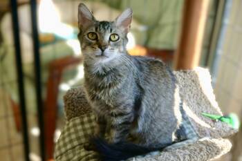 Persimmon -  Domestic Medium Hair Cat Available for Adoption in Fountain Hills, Arizona - Persimmon | PetCurious
