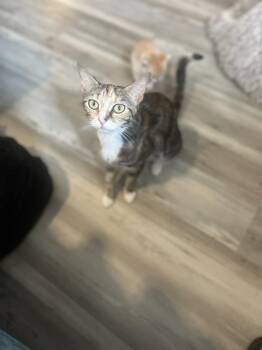 Heavenly -  Calico and Tabby Cat Available for Adoption in Randolph, Massachusetts - Heavenly | PetCurious