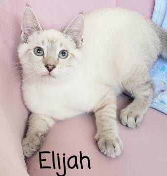 Siamese Cats Available for Adoption - Elijah  | PetCurious
