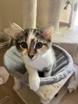 Maggie Mae -  Calico and Domestic Short Hair Cat for Adoption in Dallas, Texas - Maggie Mae | PetCurious