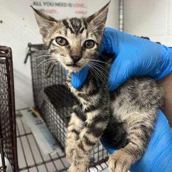 Tubbs -  Domestic Short Hair Cat for Adoption in Edinburg, Texas - Tubbs | PetCurious