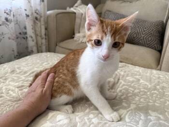 Tabby Cats Available for Adoption in Fenton, Missouri - Vladi | PetCurious