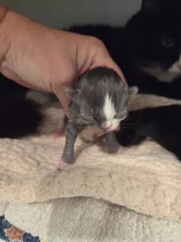 Chase -  Domestic Medium Hair Cat for Adoption in Lunenburg, Vermont - Chase | PetCurious