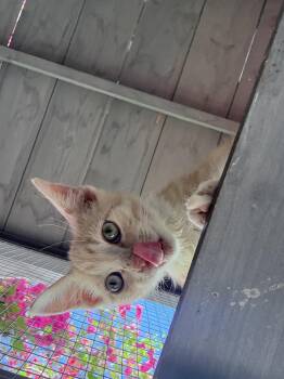 Domestic Short Hair Cats Available for Adoption - Dobby | PetCurious