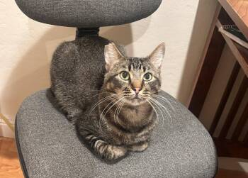 Domestic Short Hair Cats Available for Adoption in Oakland, California - Ariano (bonded To Serafina) | PetCurious