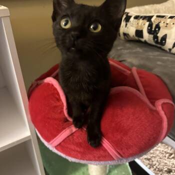 Maddy -  Domestic Short Hair Cat for Adoption in Syracuse, New York - Maddy | PetCurious