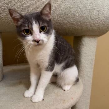 Mertle -  Domestic Short Hair Cat for Adoption in Saint Paul, Minnesota - Mertle | PetCurious