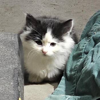 Pearl -  Domestic Short Hair Cat for Adoption in Rochester, Minnesota - Pearl | PetCurious