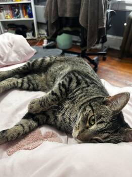 Rescue American Shorthair Cats for Adoption in Highland Park, New Jersey - Bonita | PetCurious