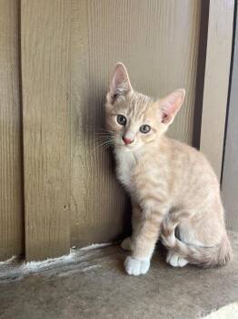 Domestic Short Hair Cats Available for Adoption in San Antonio, Texas - Clover | PetCurious