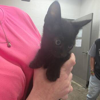 Puma -  Domestic Short Hair Cat for Adoption in Clanton, Alabama - Puma | PetCurious