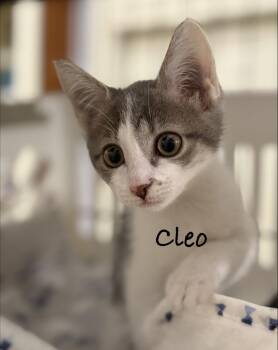 Cleo -  Domestic Short Hair Cat for Adoption in Pawleys Island, South Carolina - Cleo | PetCurious