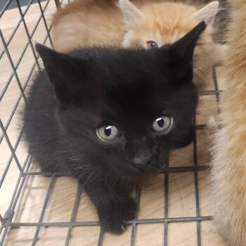 Yankee -  Domestic Short Hair Cat for Adoption in Edwardsville, Illinois - Yankee | PetCurious