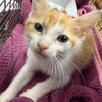 Sourdough -  Domestic Short Hair Cat for Adoption in Chattanooga, Tennessee - Sourdough | PetCurious