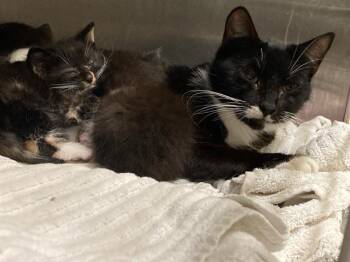 EIZA -  Domestic Short Hair Cat Available for Adoption in Tustin, California - EIZA | PetCurious