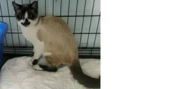 Rescue Domestic Short Hair and Snowshoe Cats for Adoption in New Cumberland, West Virginia - Phoenix | PetCurious