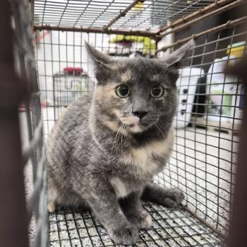 Opalite -  Domestic Short Hair Cat for Adoption in Salt Lake City, Utah - Opalite | PetCurious