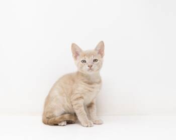 Rescue Tabby Cats for Adoption in Trophy Club, Texas - Jinu | PetCurious