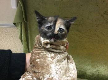 Domestic Short Hair Cats Available for Adoption in Riverside, California - A1910532 | PetCurious