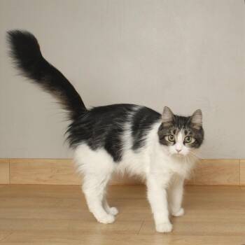 Muster C70307 -  Domestic Medium Hair Cat for Adoption in Minnetonka, Minnesota - Muster C70307 | PetCurious