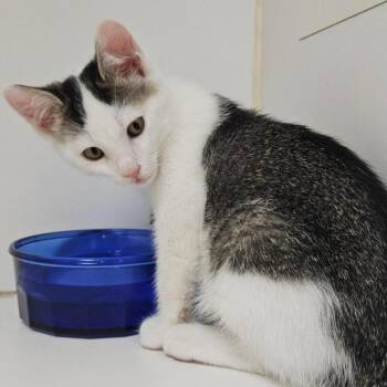 Oyster Sauce -  Domestic Short Hair Cat for Adoption in Woodinville, Washington - Oyster Sauce | PetCurious