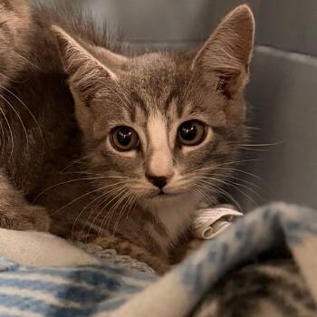 Miso -  Domestic Short Hair Cat for Adoption in Lynchburg, Virginia - Miso | PetCurious