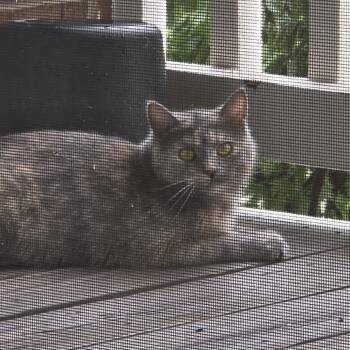 Soli - Home to Home -  British Shorthair Cat for Adoption in South Elgin, Illinois - Soli - Home To Home | PetCurious