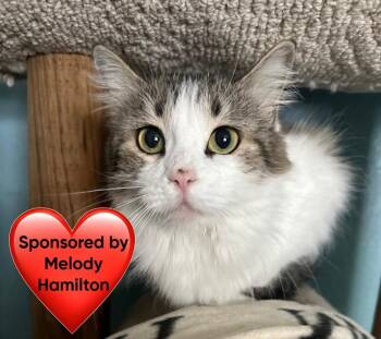 Domestic Long Hair Cats Available for Adoption in San Leon, Texas - Katherine | PetCurious
