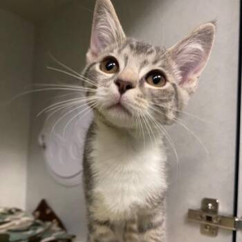 Pretzel -  Domestic Short Hair Cat for Adoption in Dayton, Ohio - Pretzel | PetCurious