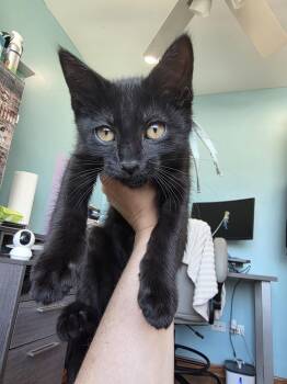 Avalon -  Domestic Short Hair Cat for Adoption in Chicago, Illinois - Avalon | PetCurious