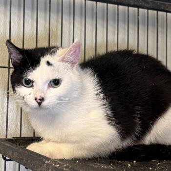 Little Spit -  Domestic Short Hair Cat for Adoption in Saginaw, Michigan - Little Spit | PetCurious
