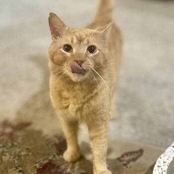 Domestic Short Hair Cats Available for Adoption in Philadelphia, Pennsylvania - Archie | PetCurious